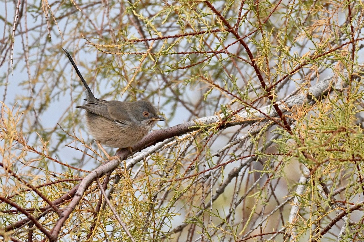 vinsanger - ML646355476