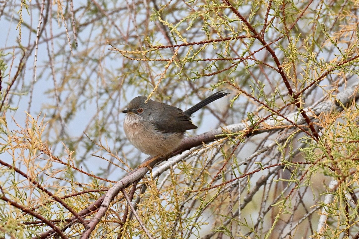 vinsanger - ML646355477