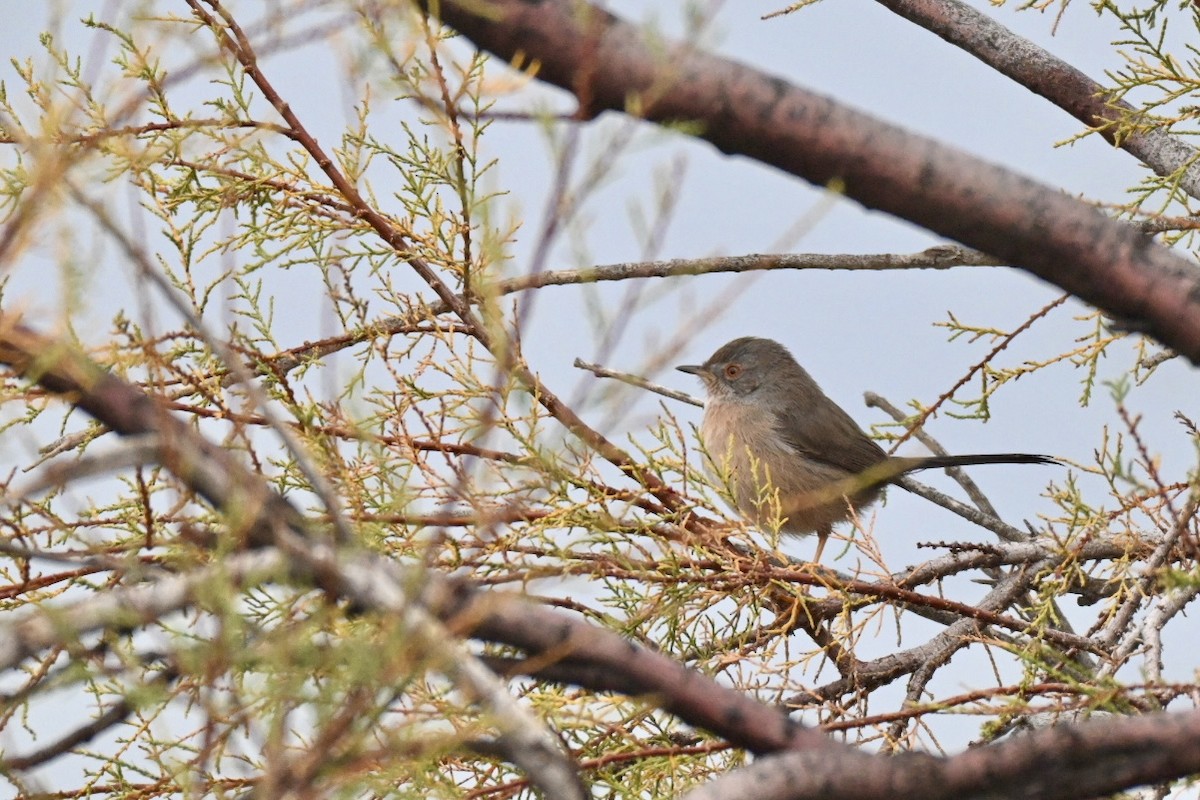 vinsanger - ML646355478