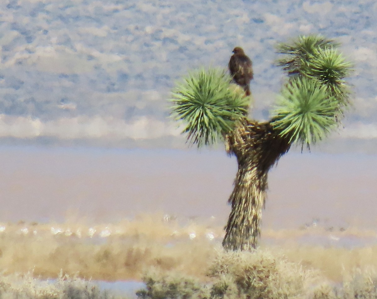 Red-tailed Hawk - ML646355479