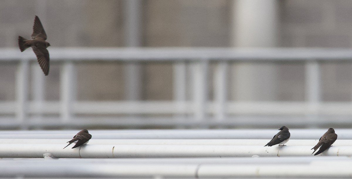 nordtaggsvale - ML646355480