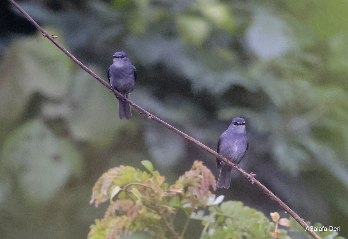 Dusky-blue Flycatcher - ML646355488