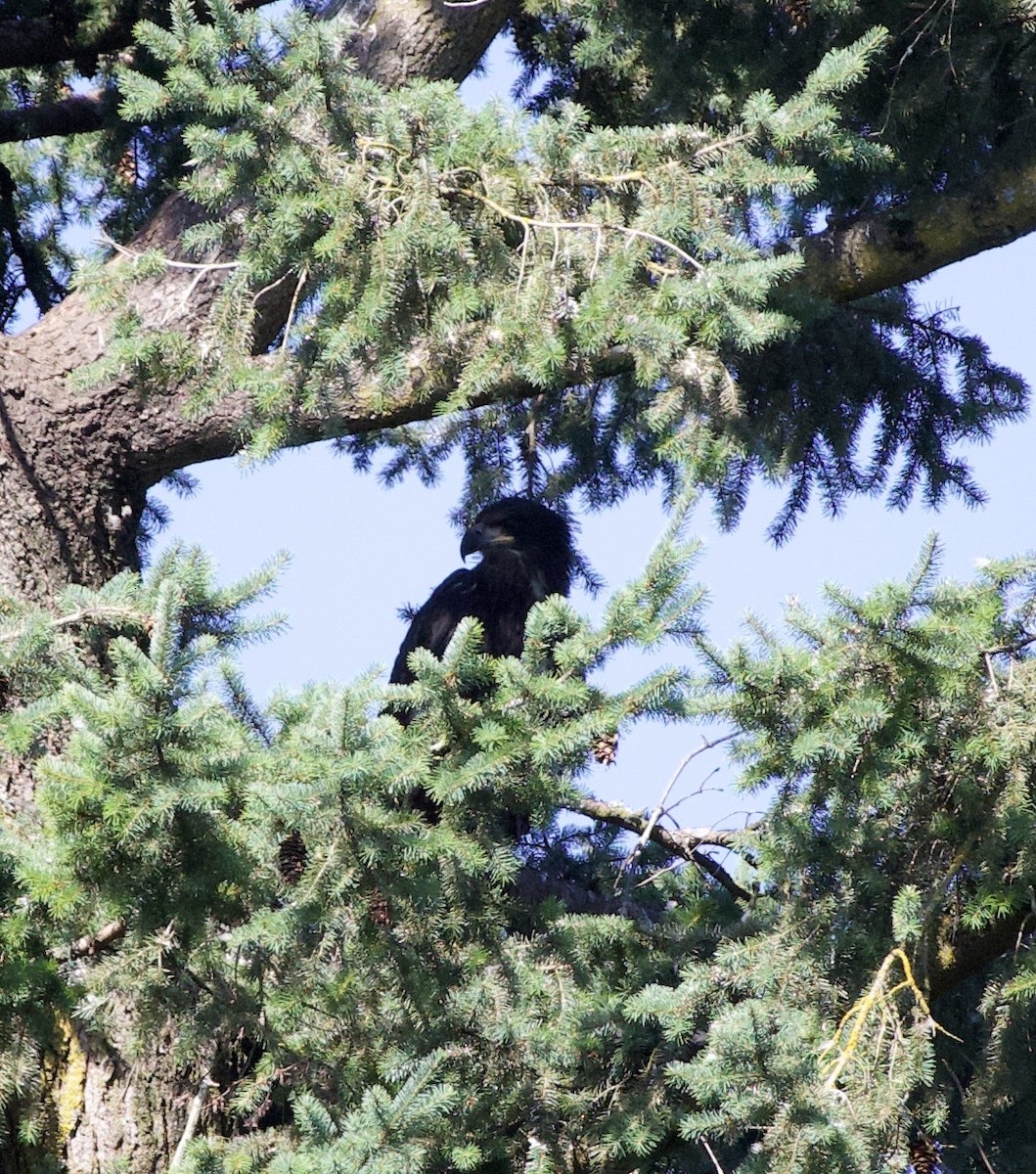 Bald Eagle - ML646355489