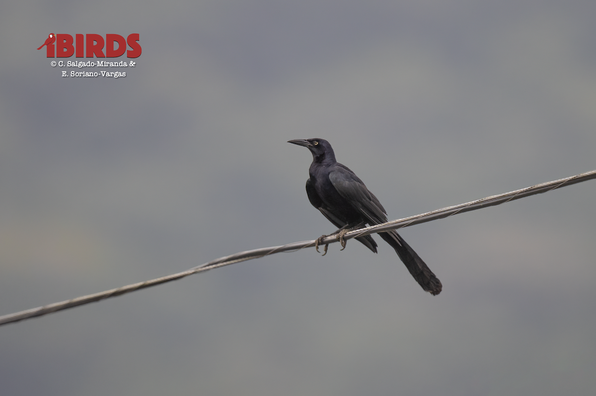 Great-tailed Grackle - ML646355491