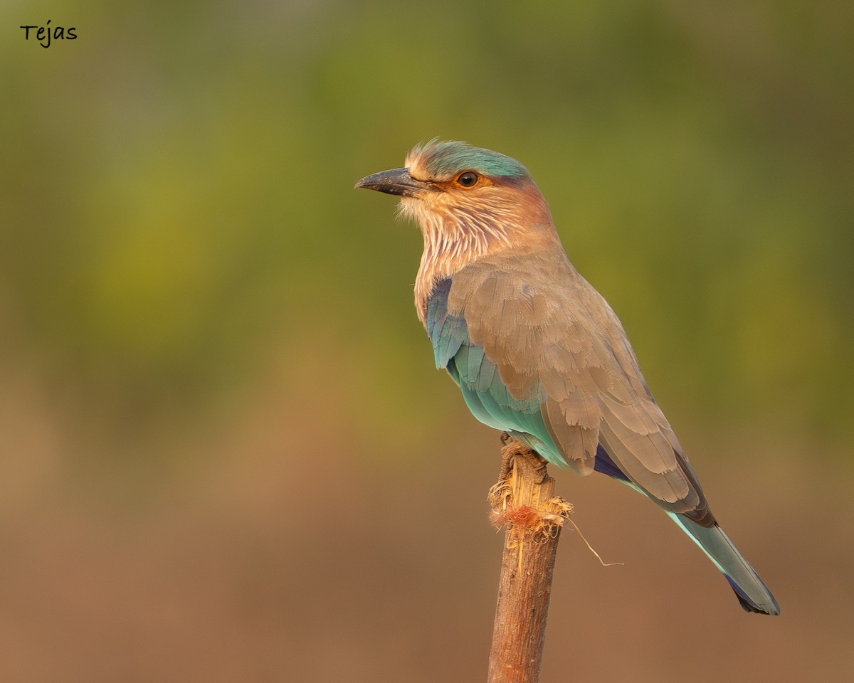 Indian Roller - ML646355492
