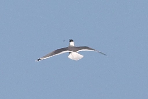Franklin's Gull - ML646355493