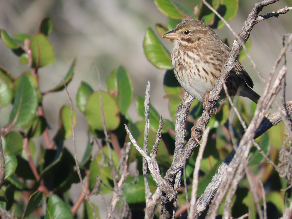 Savannah Sparrow (Large-billed) - ML646355494
