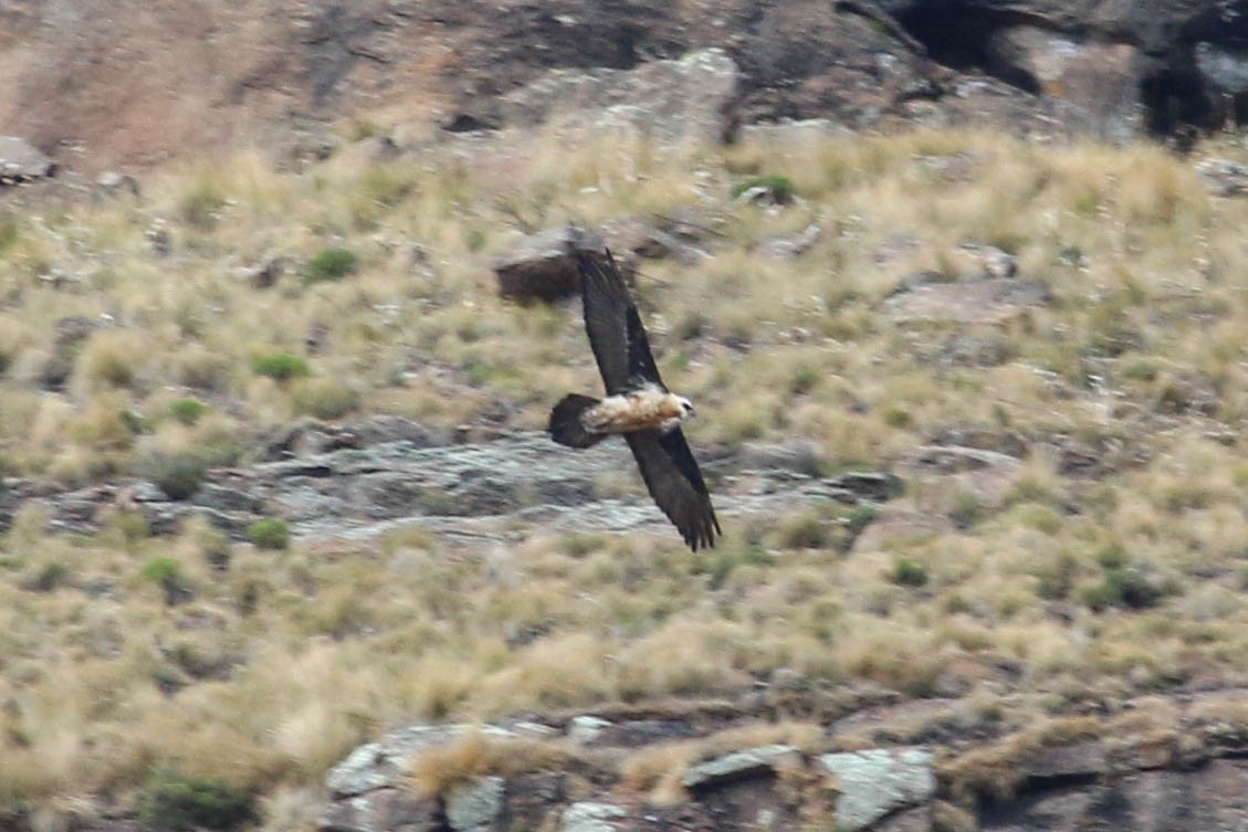Bearded Vulture - ML646355498