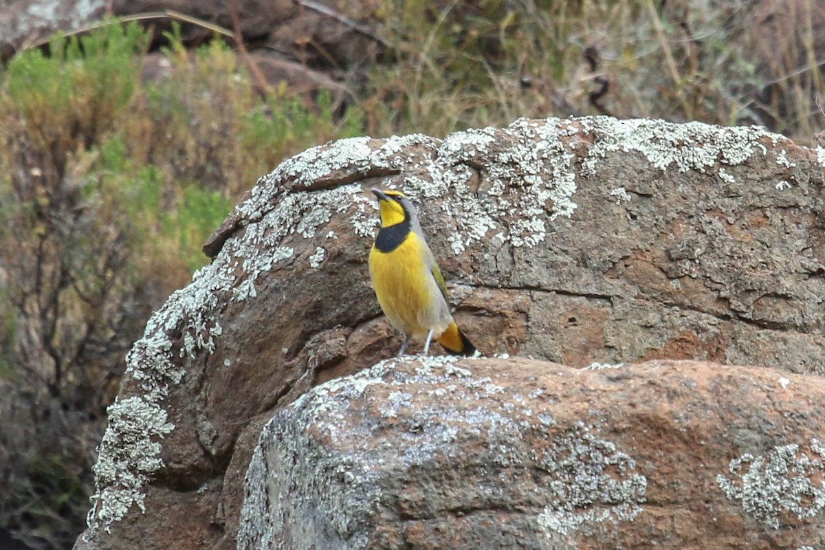 Bokmakierie - ML646355499