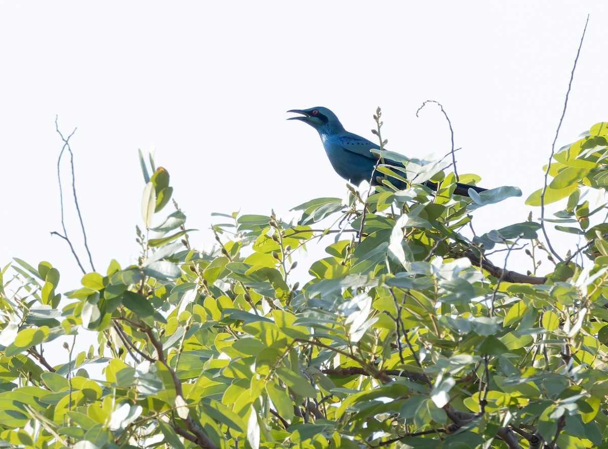 Sharp-tailed Starling - ML646355502