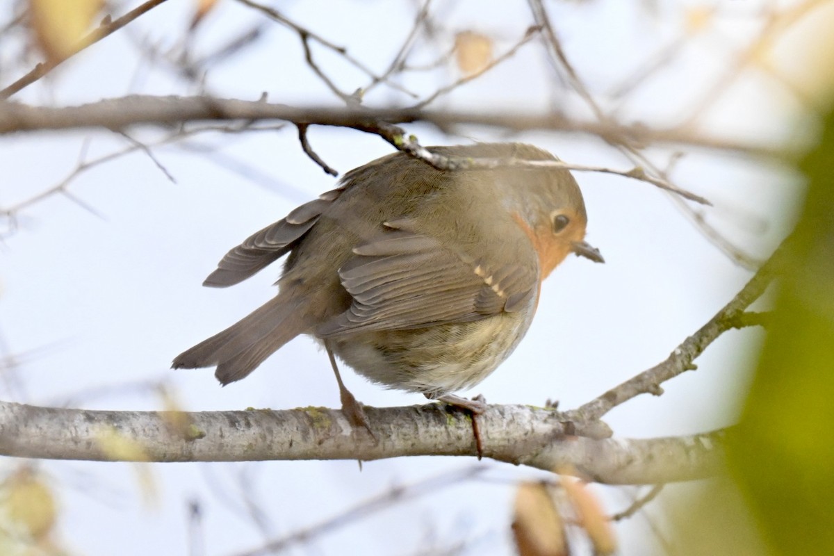 European Robin - ML646355503