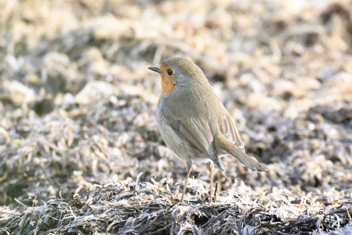 European Robin - ML646355504