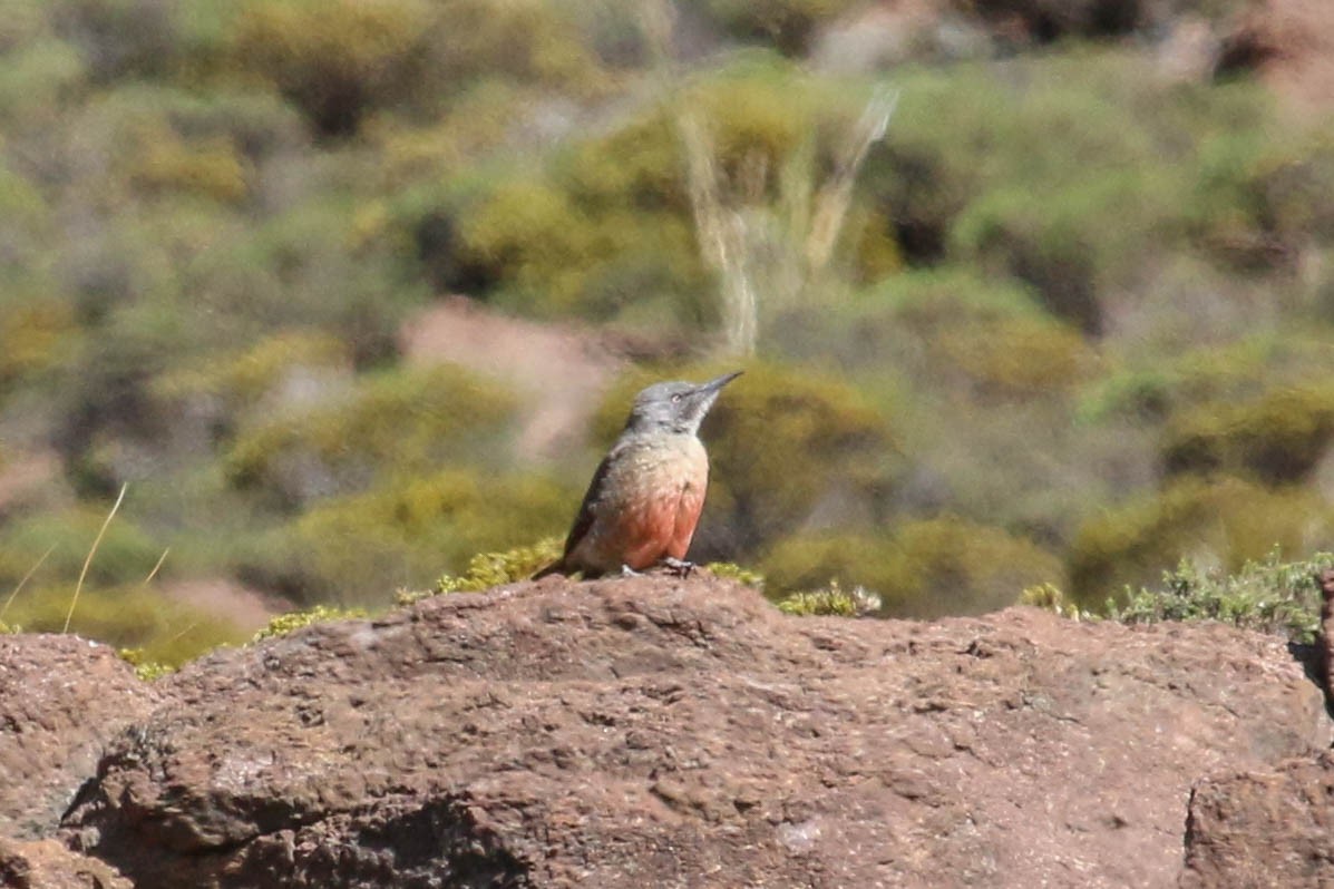 Ground Woodpecker - ML646355505
