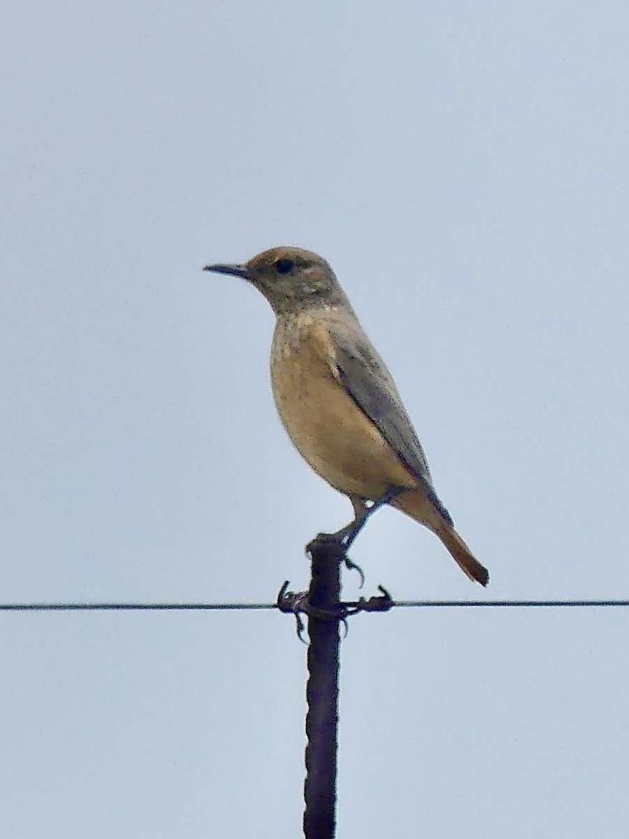 Sentinel Rock-Thrush - ML646355506