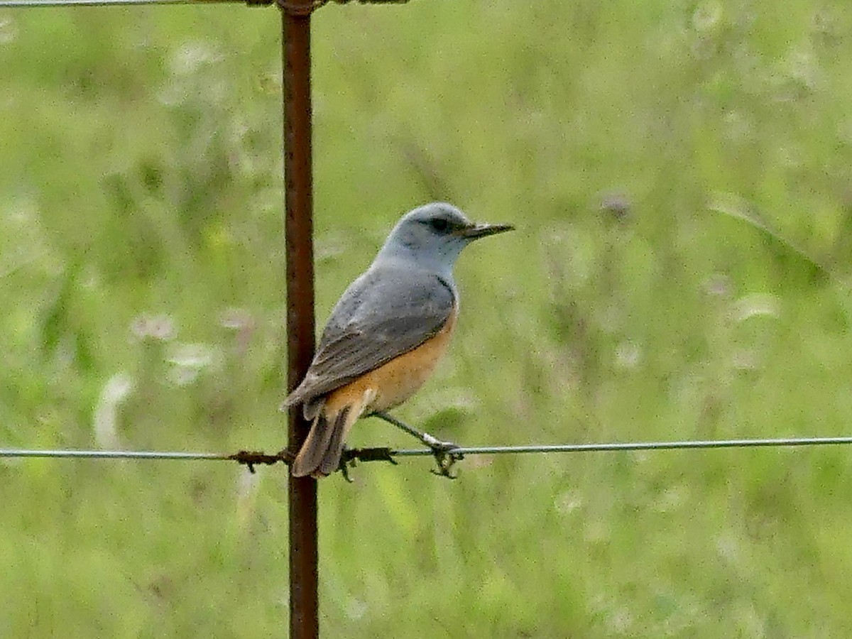 Sentinel Rock-Thrush - ML646355507