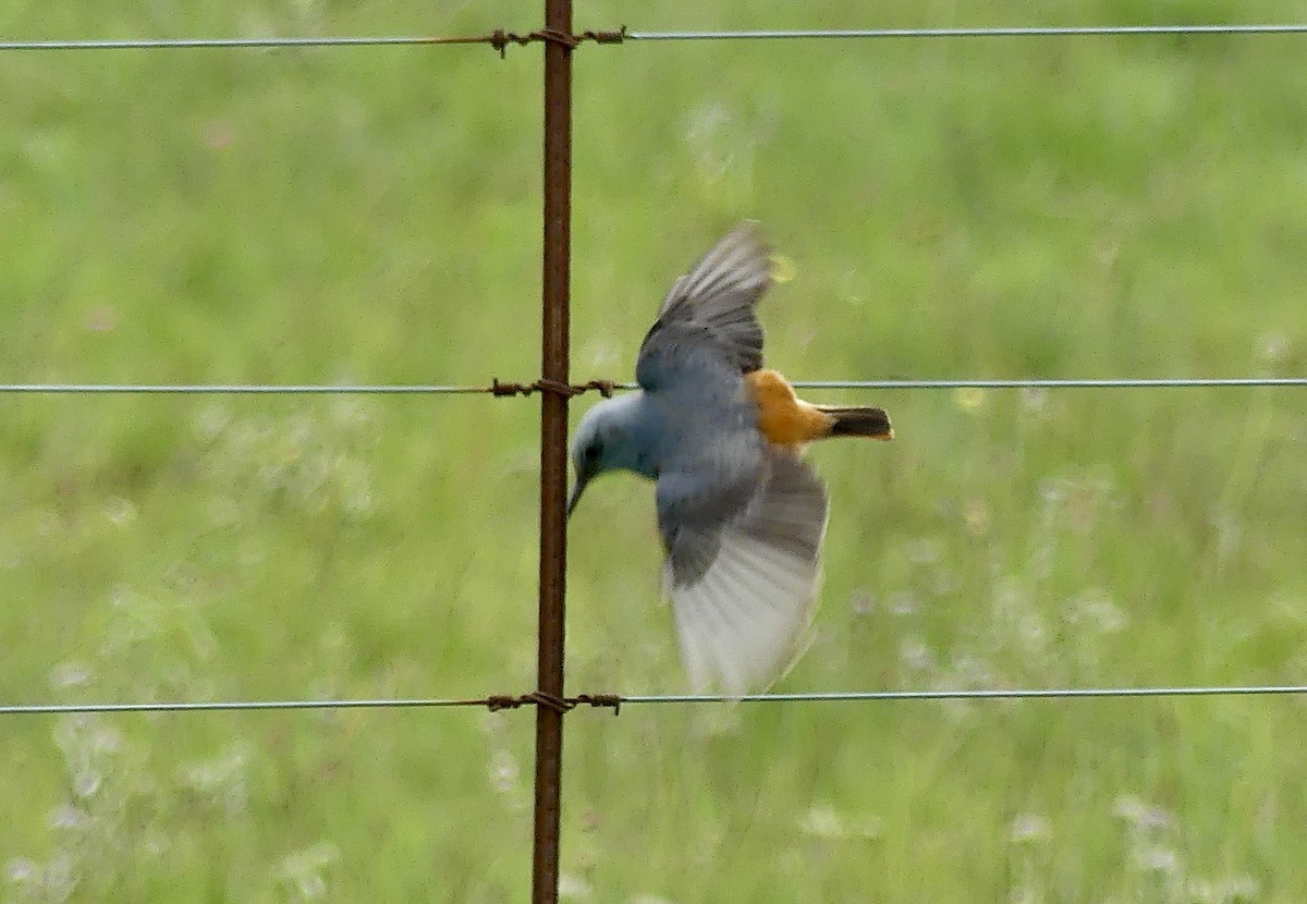 Sentinel Rock-Thrush - ML646355508