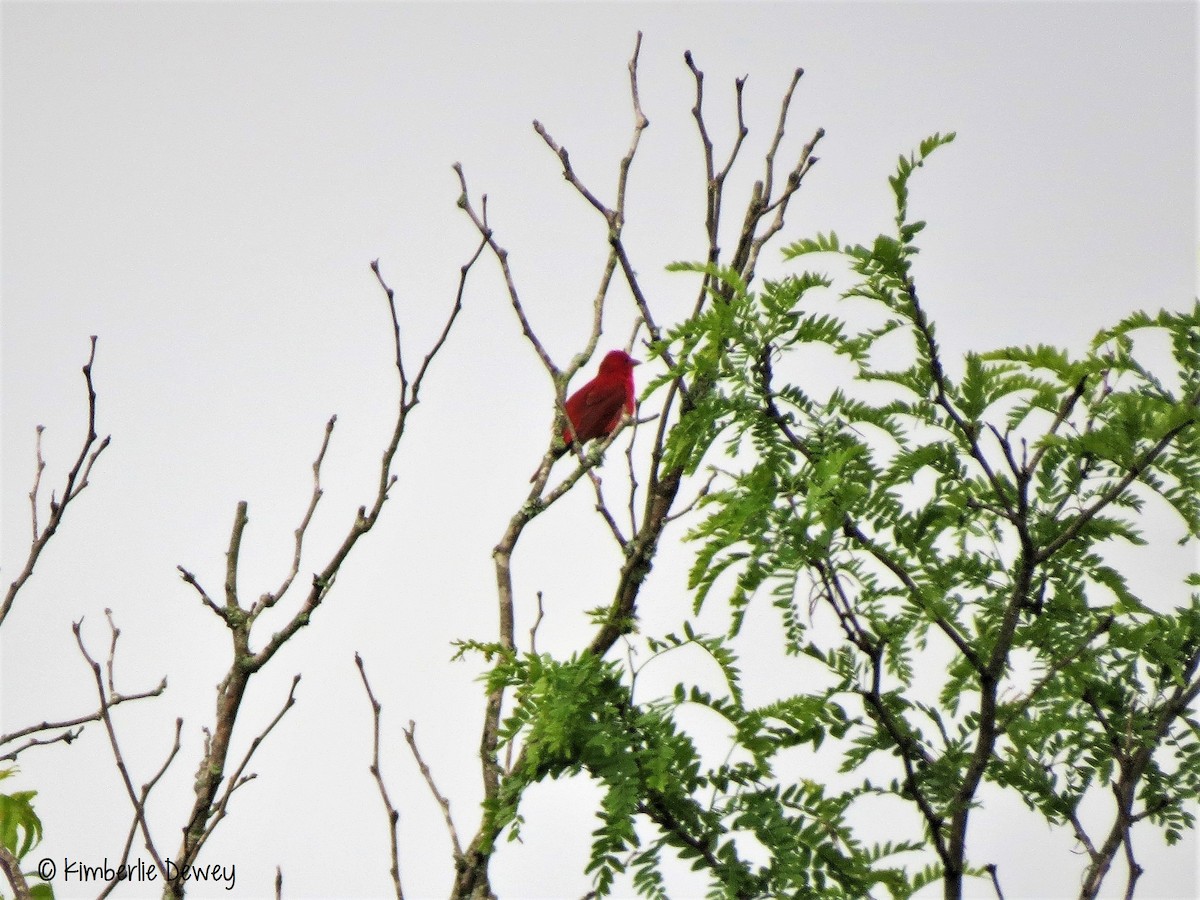 Summer Tanager - ML64635551