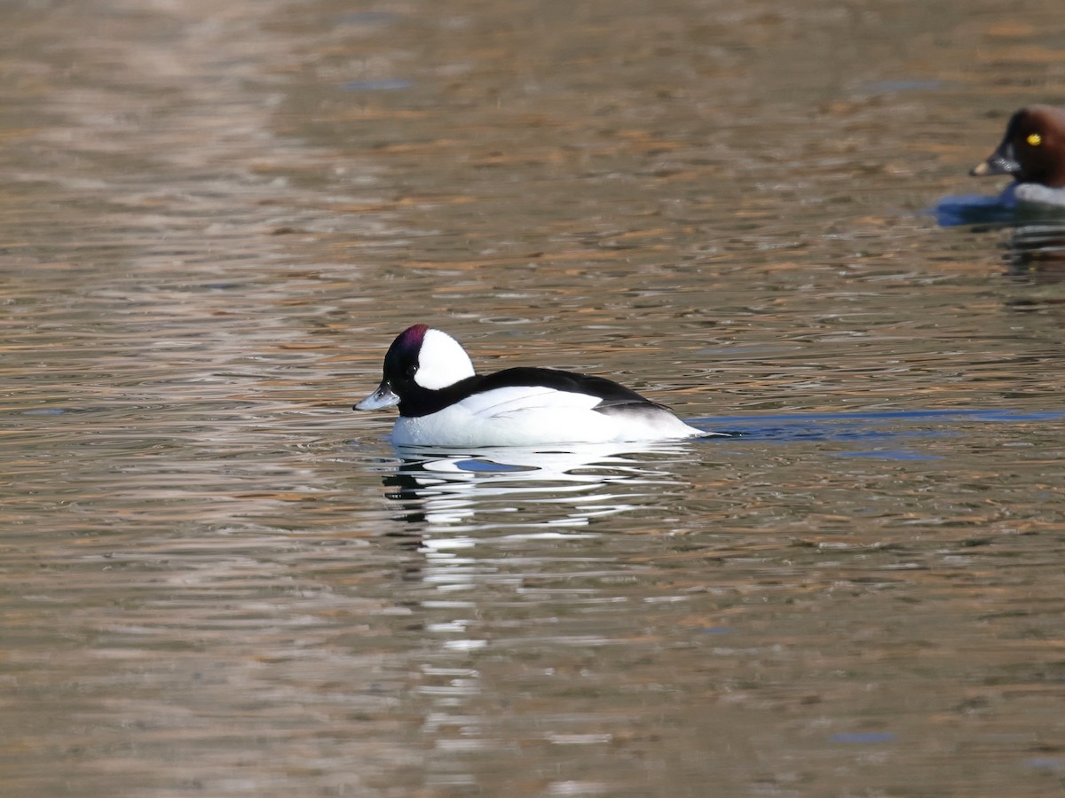 Bufflehead - ML646355510
