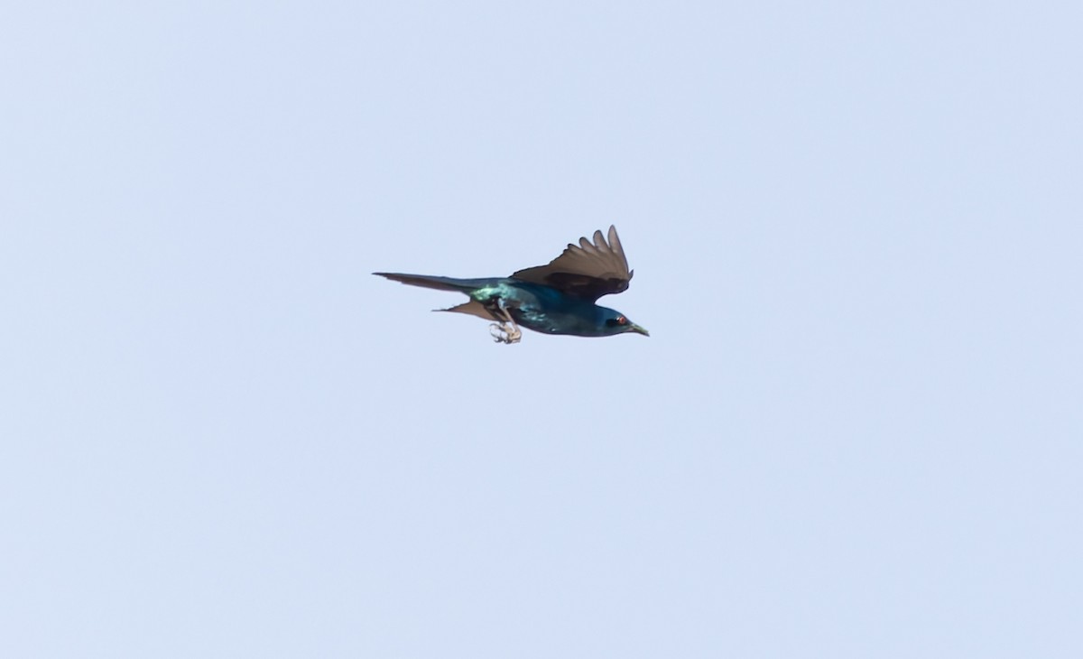 Sharp-tailed Starling - ML646355511