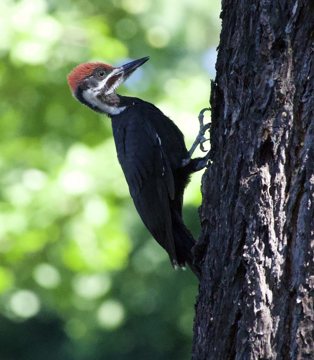 Pileated Woodpecker - ML646355512