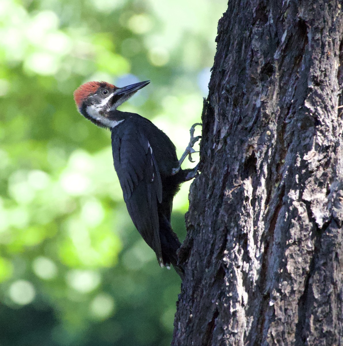 Pileated Woodpecker - ML646355513