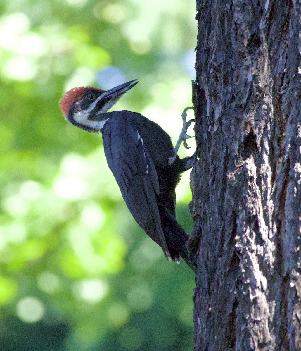 Pileated Woodpecker - ML646355514