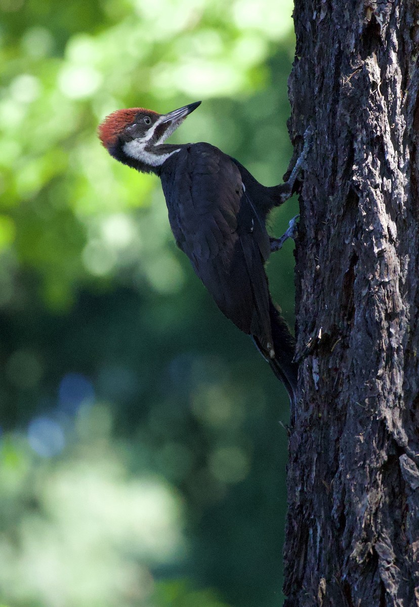 Pileated Woodpecker - ML646355515