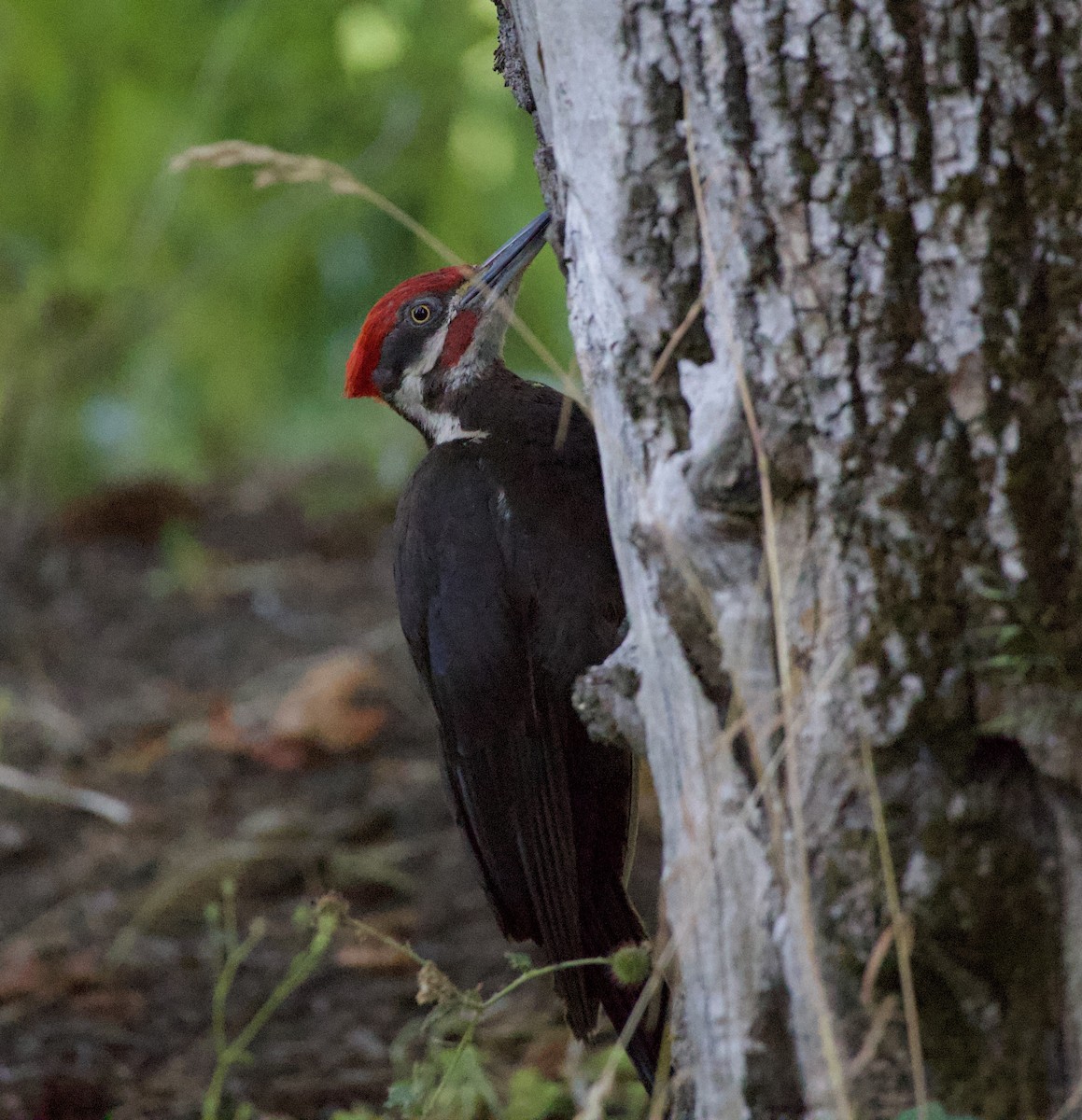 Pileated Woodpecker - ML646355516