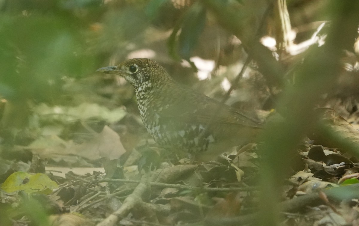 Russet-tailed Thrush - ML646355517
