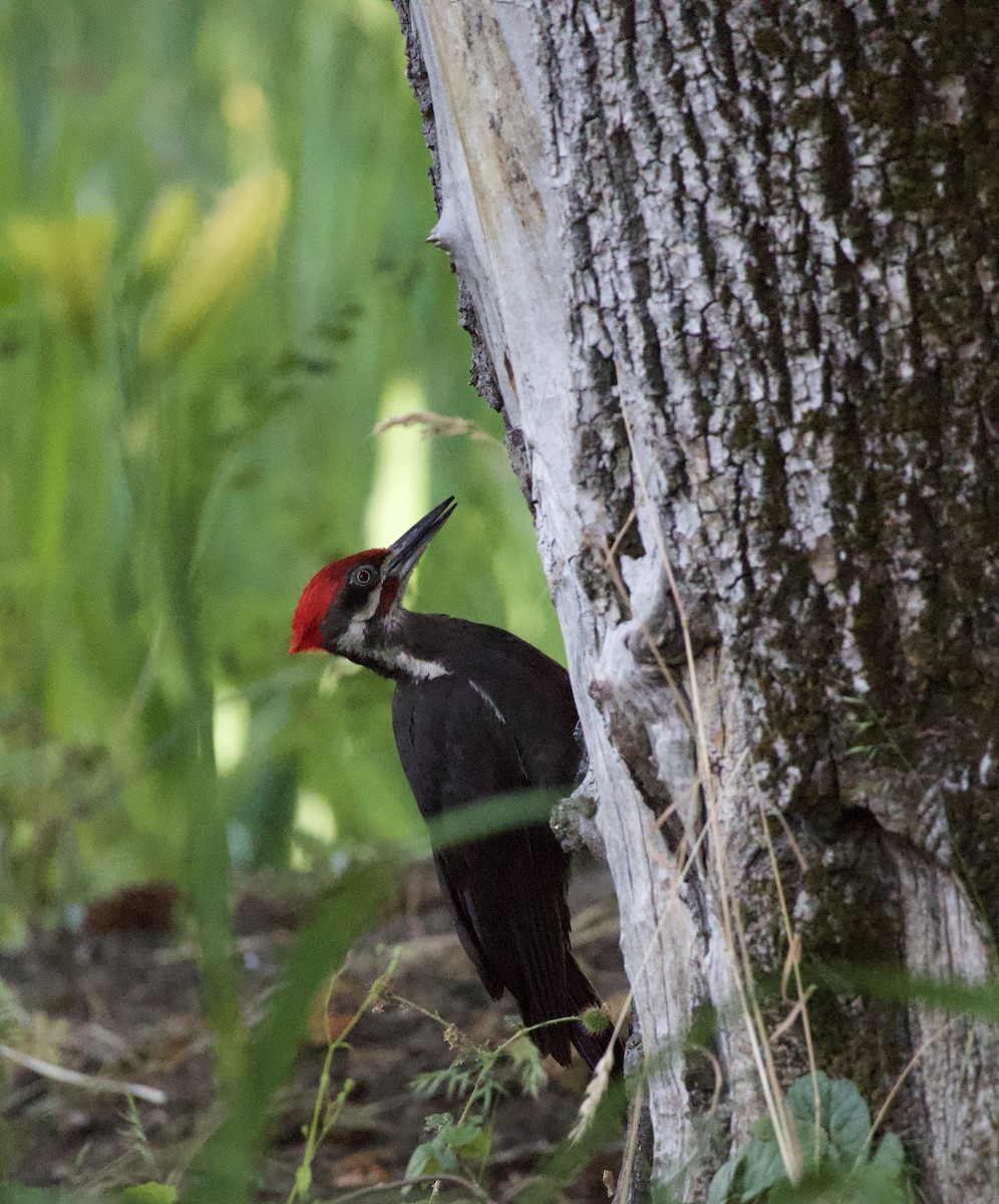 Pileated Woodpecker - ML646355518