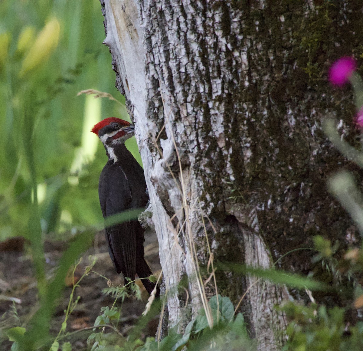 Pileated Woodpecker - ML646355519
