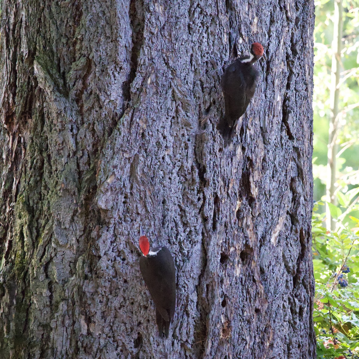 Pileated Woodpecker - ML646355520