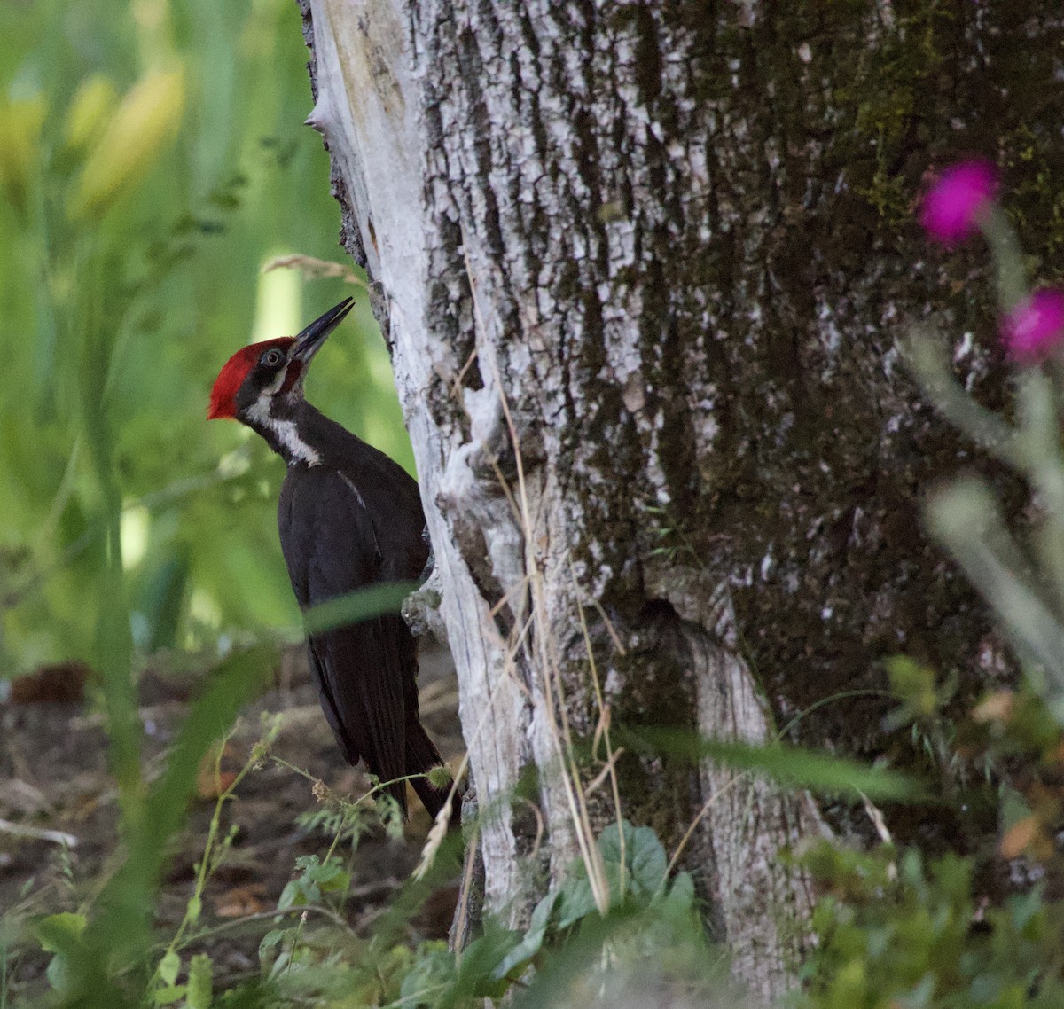 Pileated Woodpecker - ML646355521