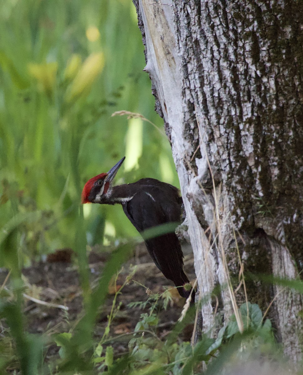 Pileated Woodpecker - ML646355522