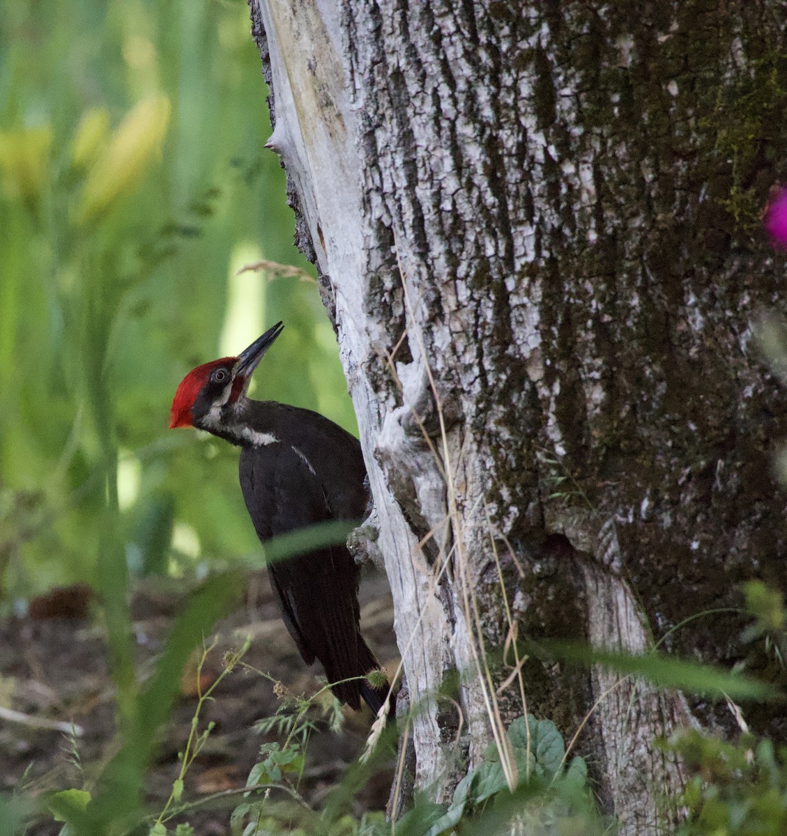 Pileated Woodpecker - ML646355523