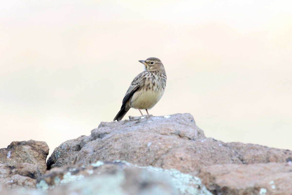 Large-billed Lark - ML646355526