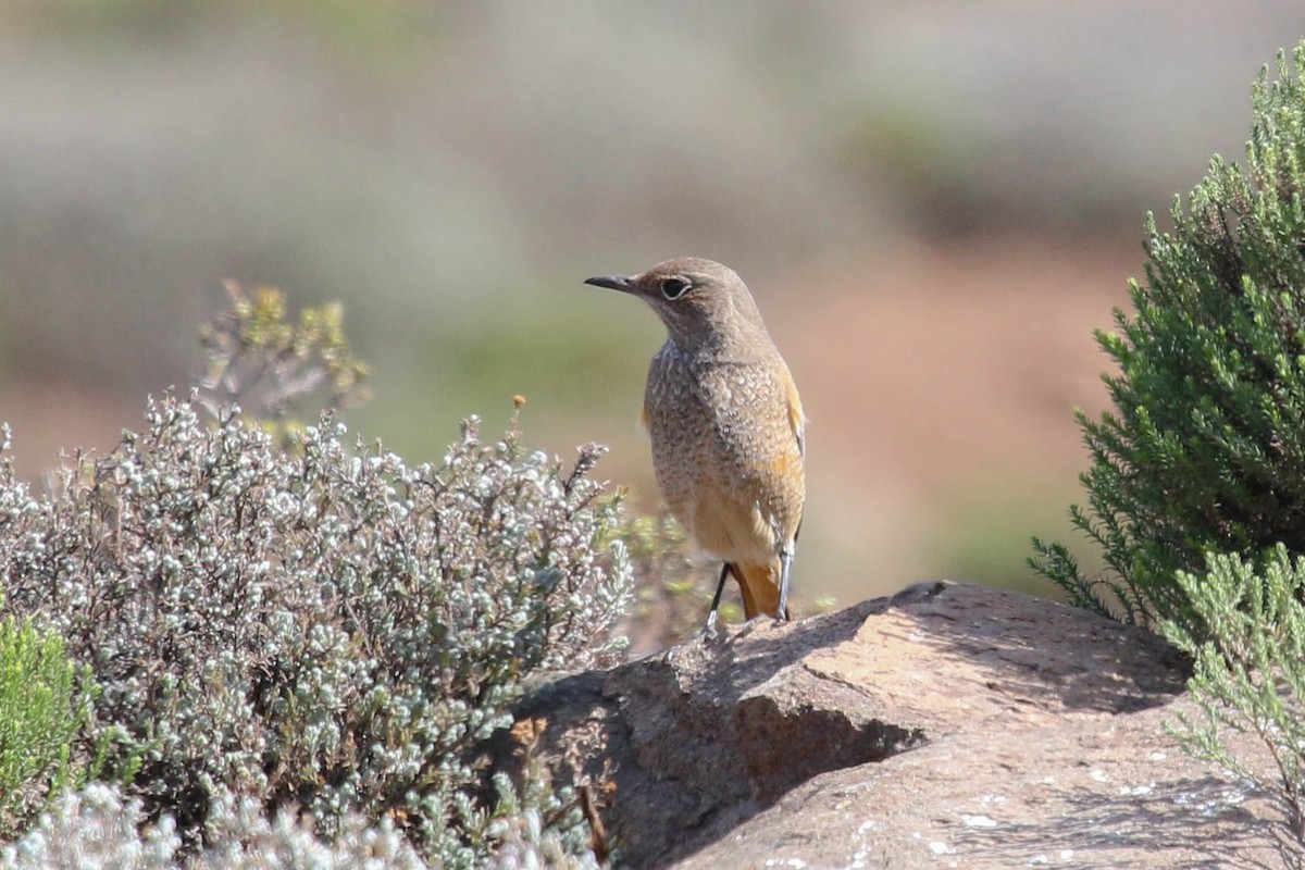 Sentinel Rock-Thrush - ML646355528