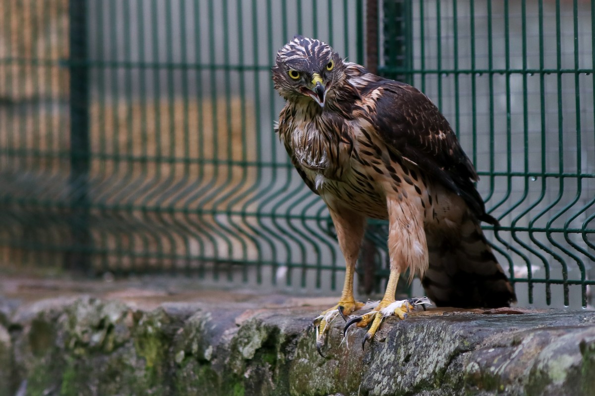 Eurasian Goshawk - ML646355532