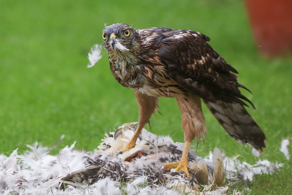 Eurasian Goshawk - ML646355533