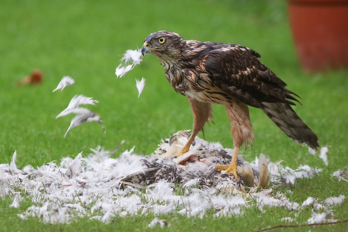 Eurasian Goshawk - ML646355534