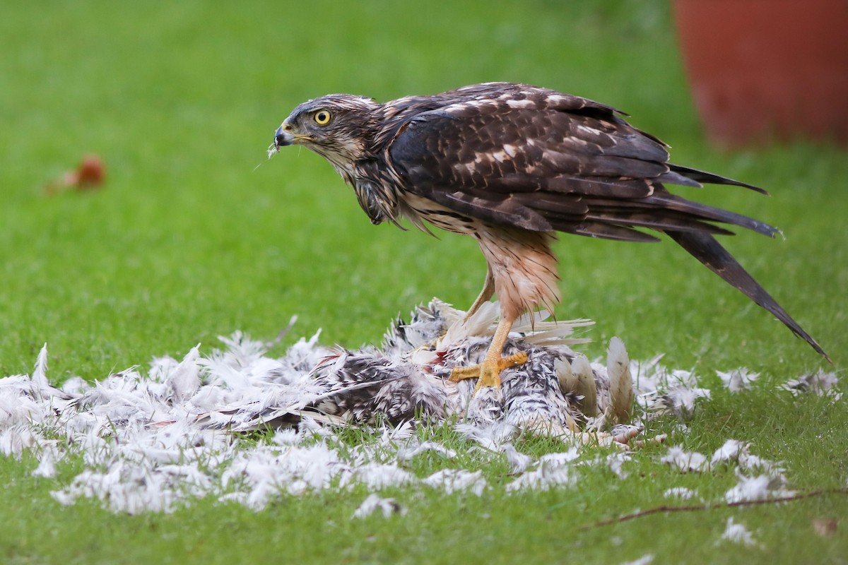 Eurasian Goshawk - ML646355535