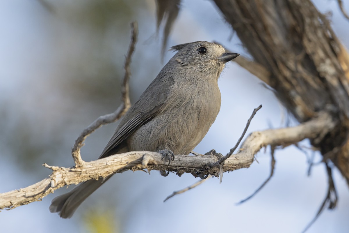 Juniper Titmouse - ML646355536