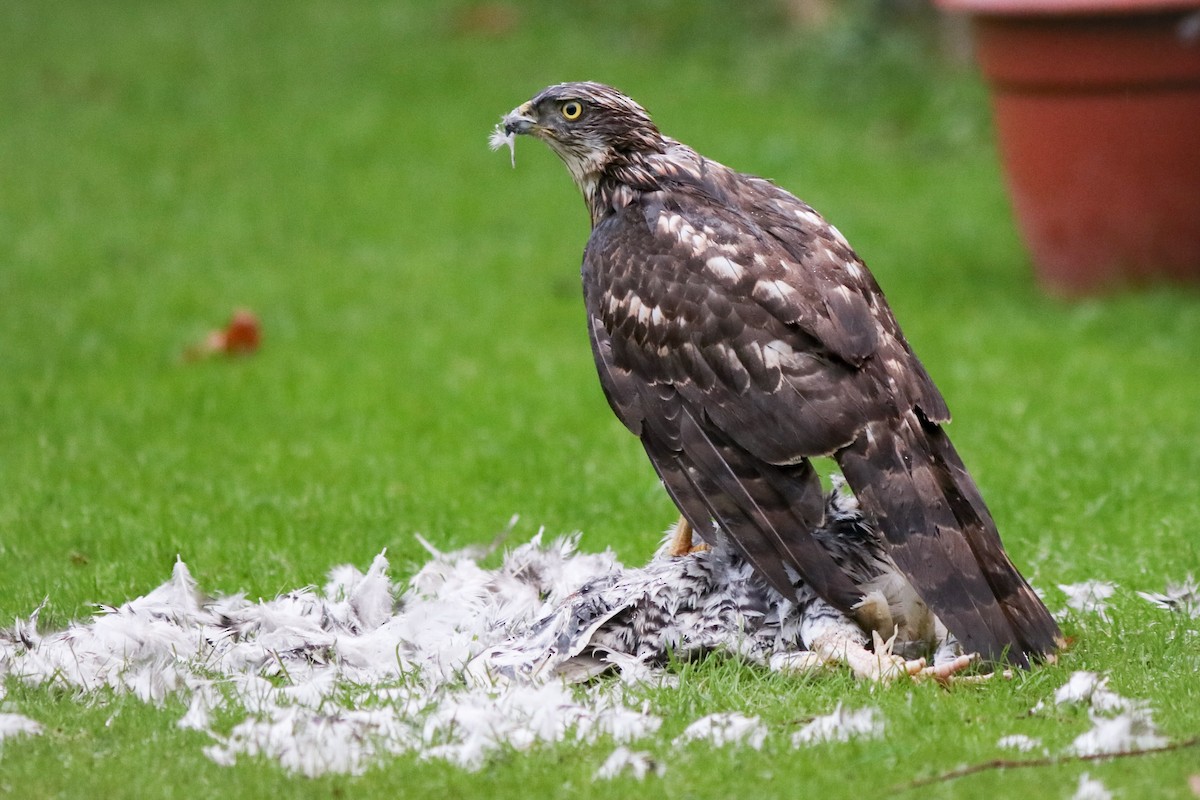 Eurasian Goshawk - ML646355537