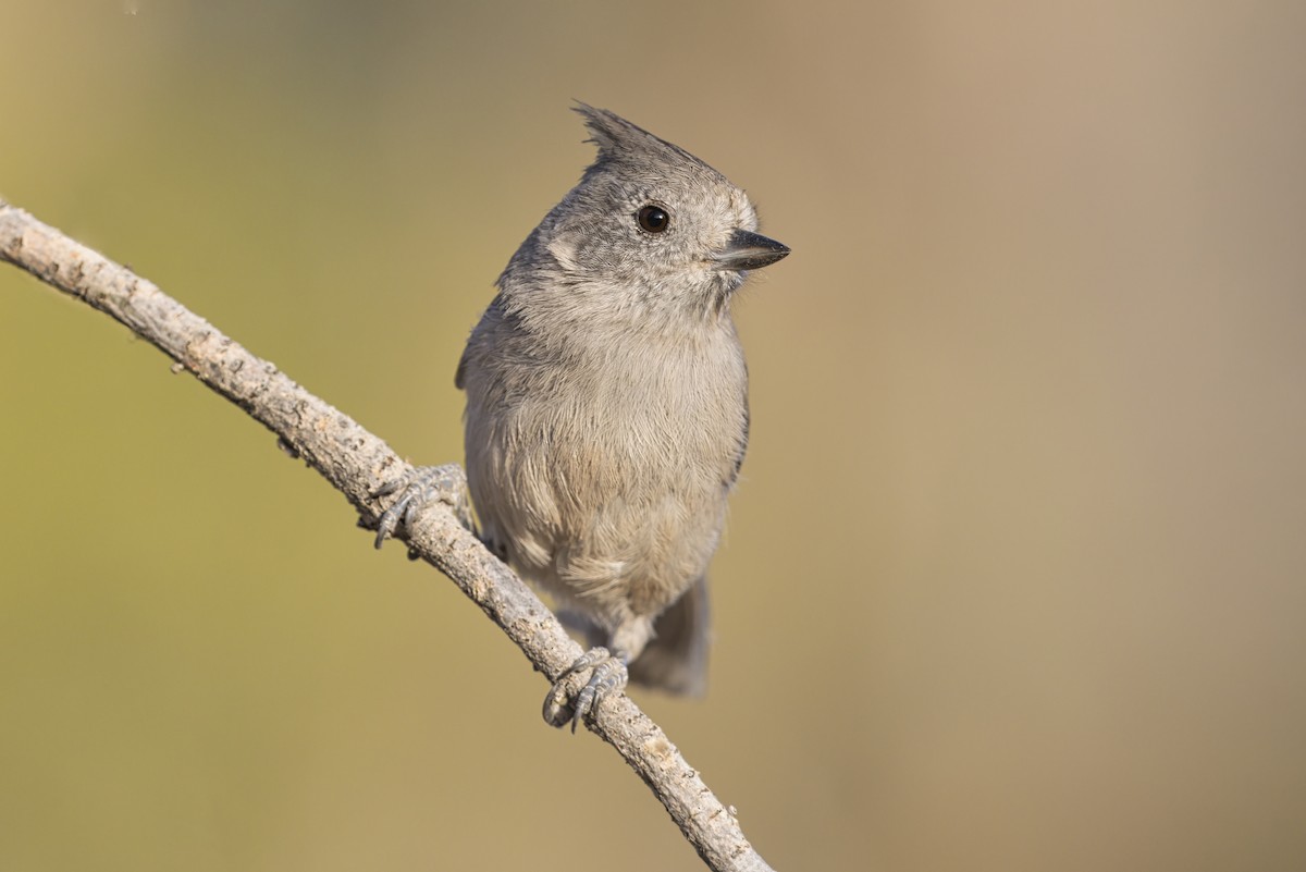 Juniper Titmouse - ML646355538