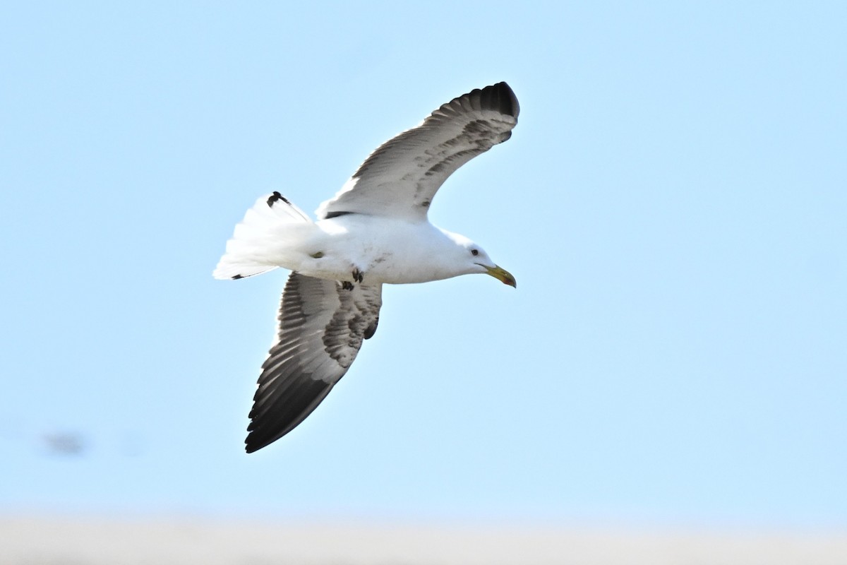 Gaviota Sombría - ML646355541