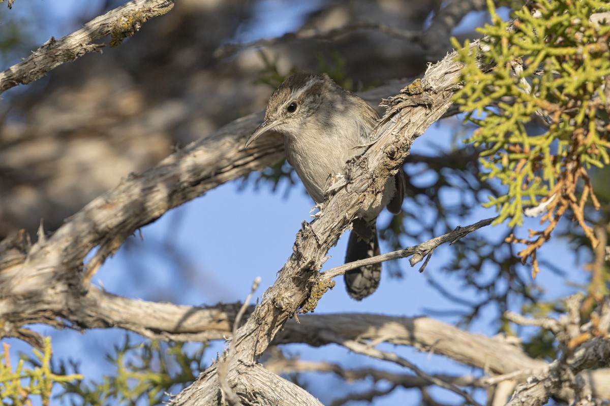 Bewick's Wren - ML646355547