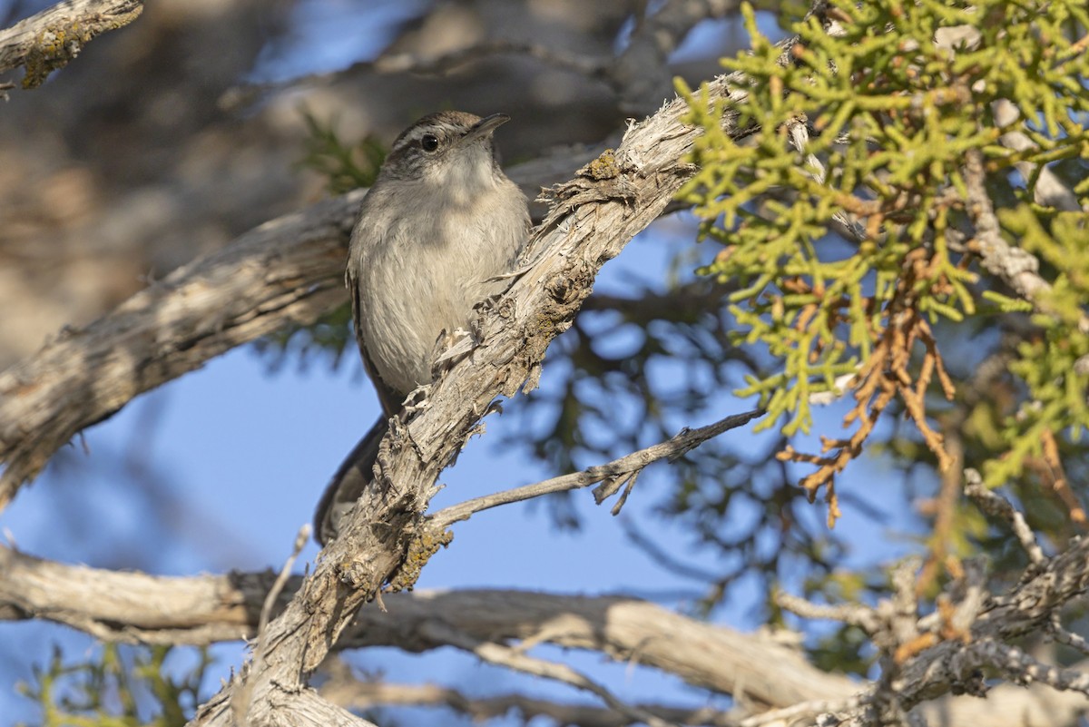 Bewick's Wren - ML646355548