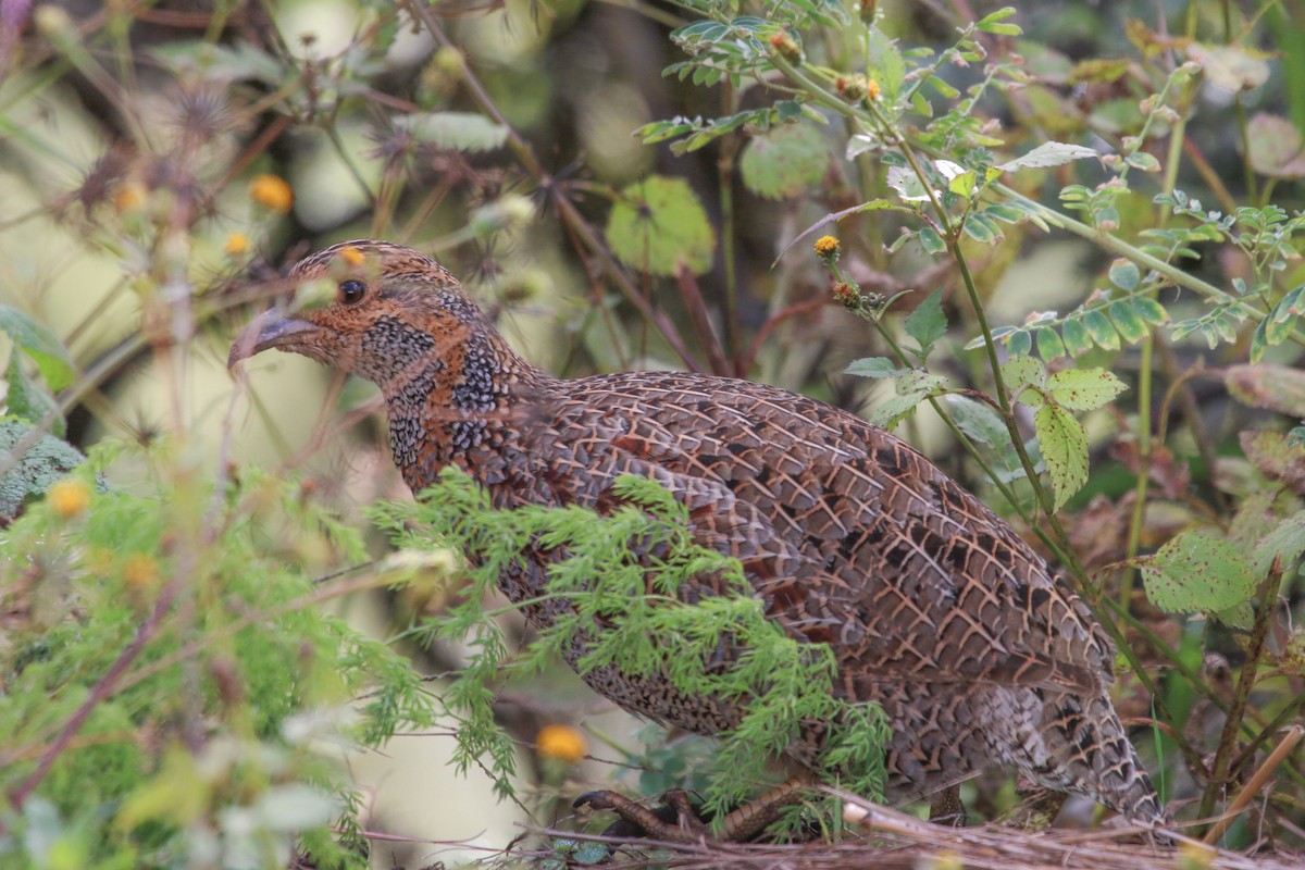 Gray-winged Francolin - ML646355550
