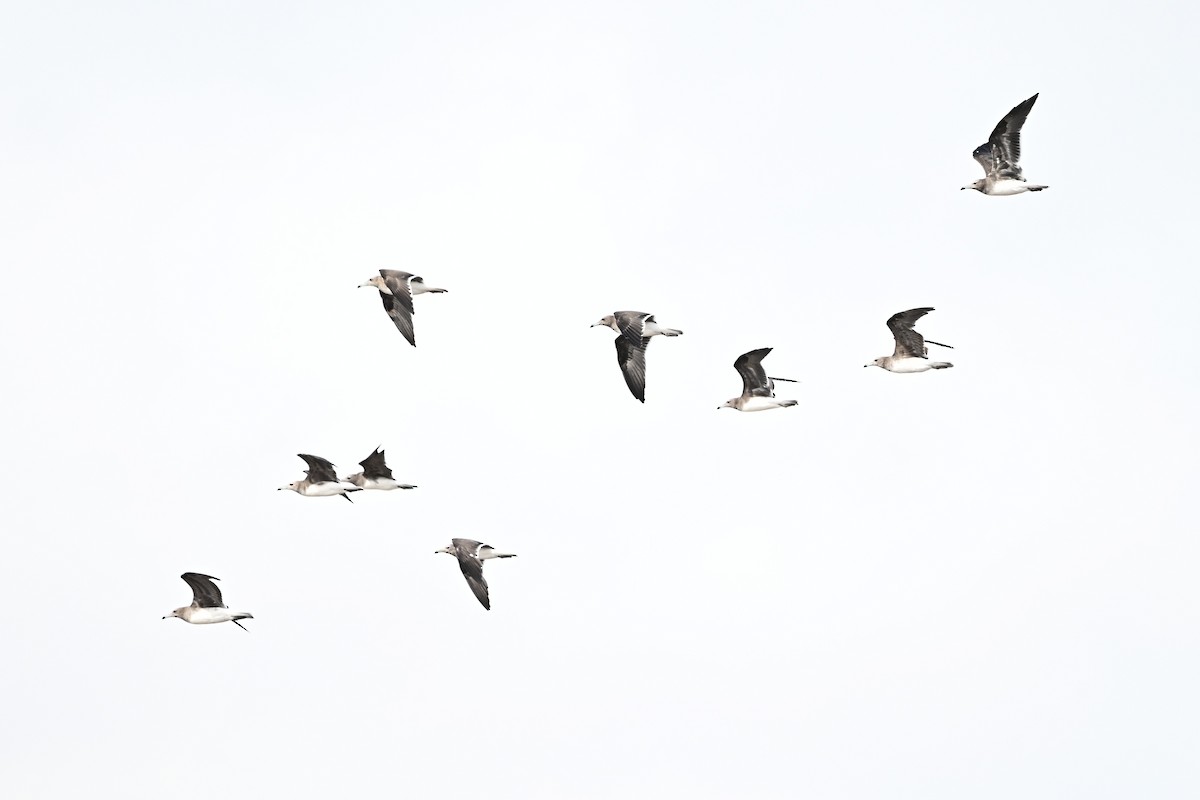 Sooty Gull - ML646355558