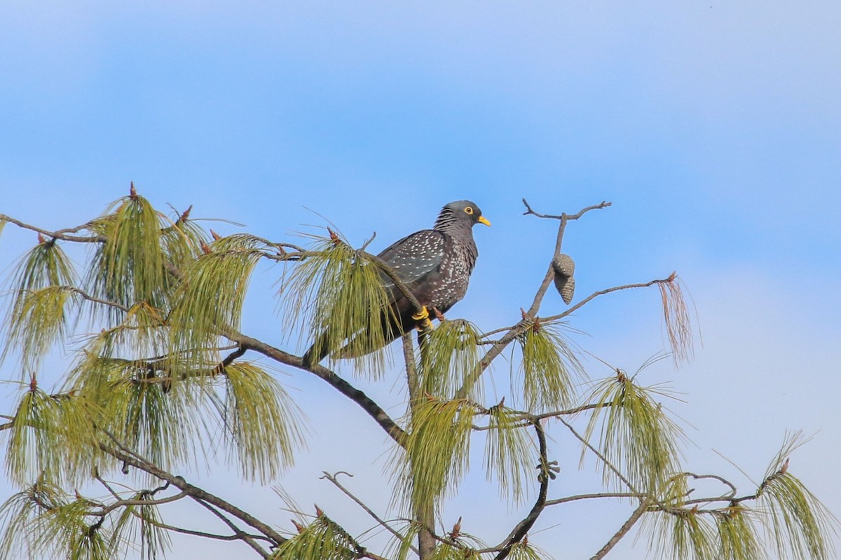 Rameron Pigeon - ML646355562